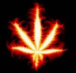 slt tout le monde
